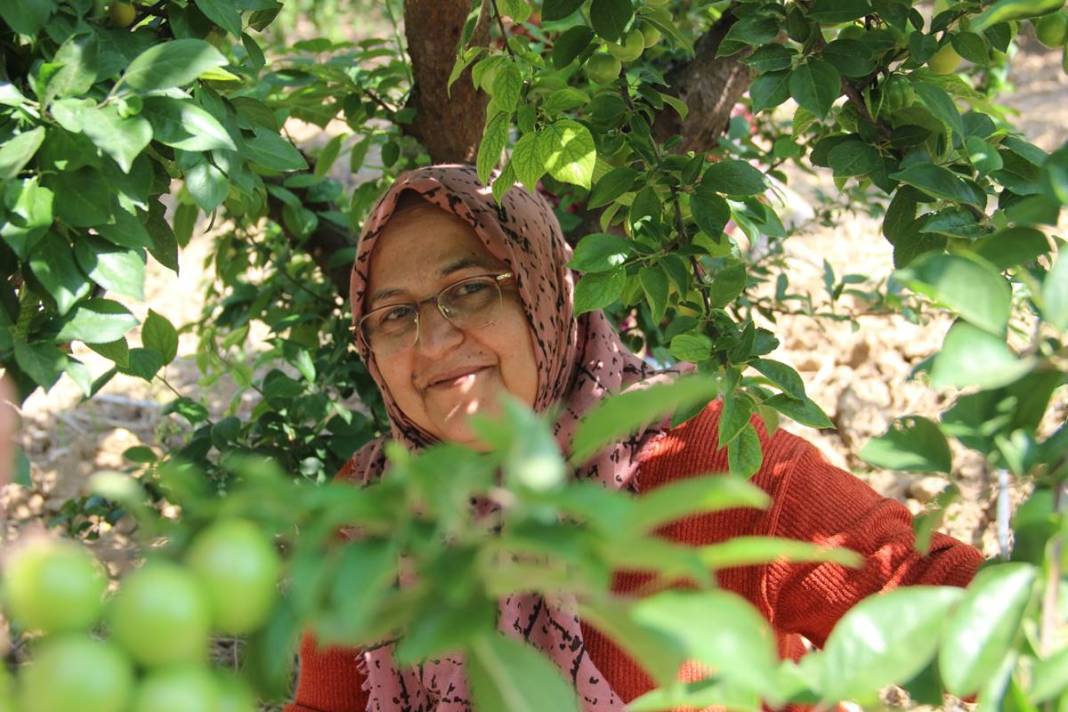 Sadece bu kentte yetişiyor: Kilosu 100 TL'den kapışılıyor! Hasat, bu yıl erken başladı 23